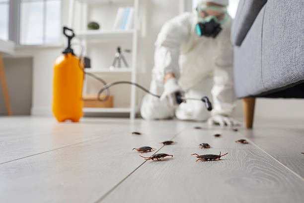 Post-Treatment Bed Bug Interceptor Monitoring in South Hempstead
